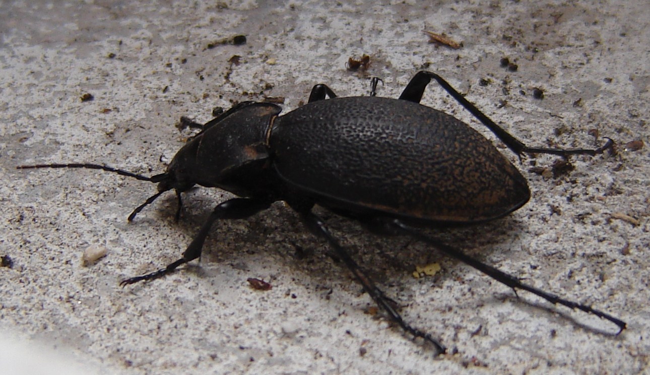 Cerambice? Carabus coriaceus